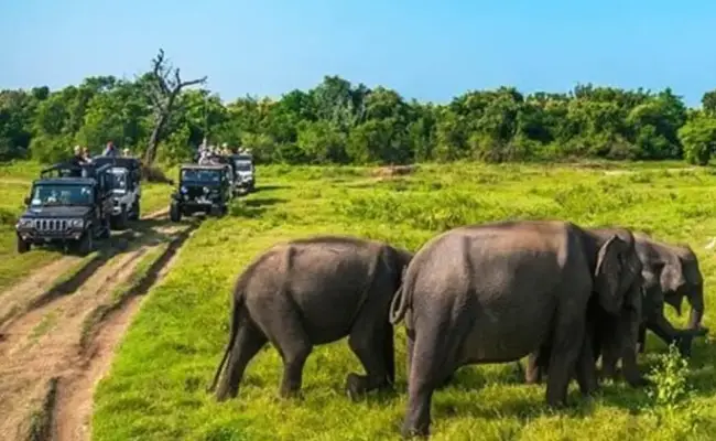 Minneriya National Park